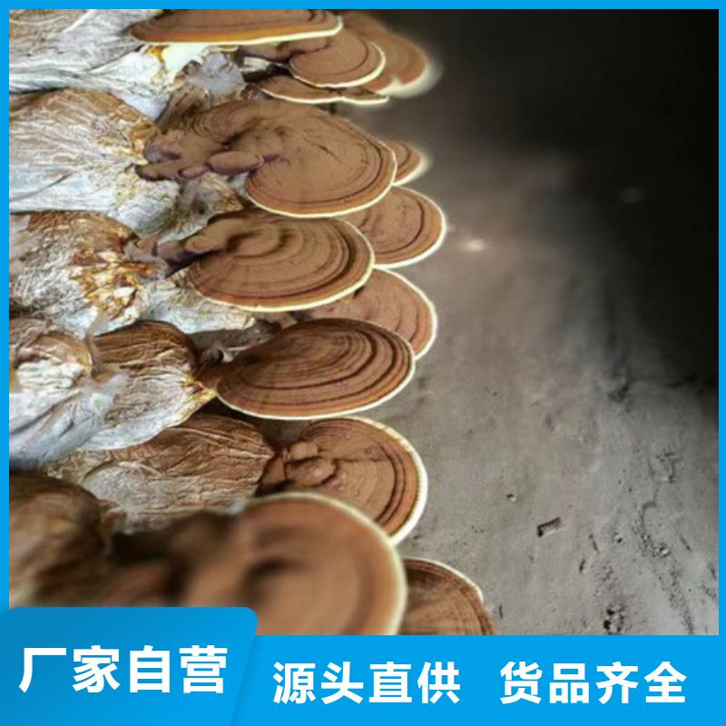 灵芝超微粉厂家-定制