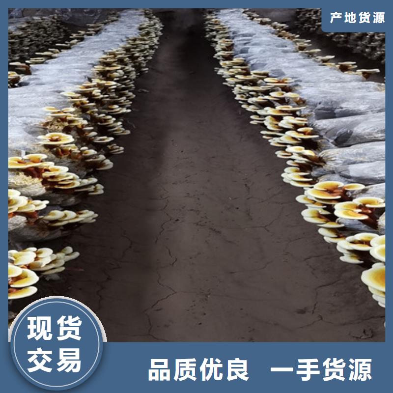 破壁灵芝孢子粉-视频-辽宁省本溪市云海破壁灵芝孢子粉可服务区域明山|南芬|阜新|锦州|盘锦|抚顺|朝阳等