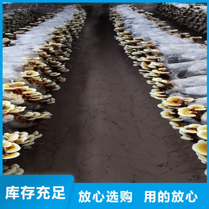 破壁灵芝孢子粉-视频-察隅|米林|日喀则|山南|昌都|阿里|那曲云海破壁灵芝孢子粉_ 云海灵芝种植专业社(林芝市分公司)