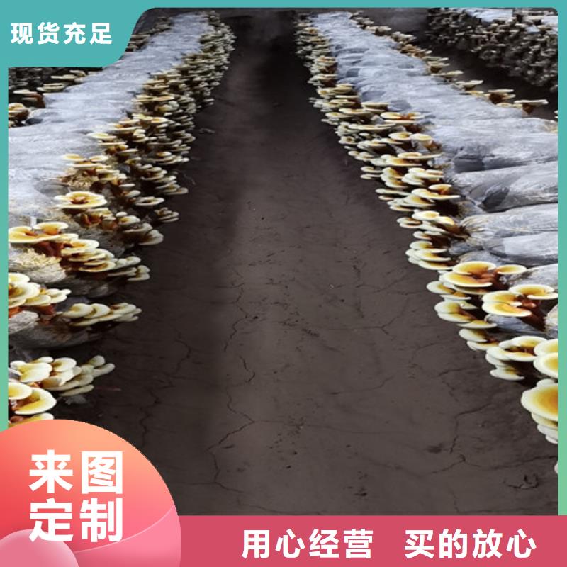 专注灵芝粉销售