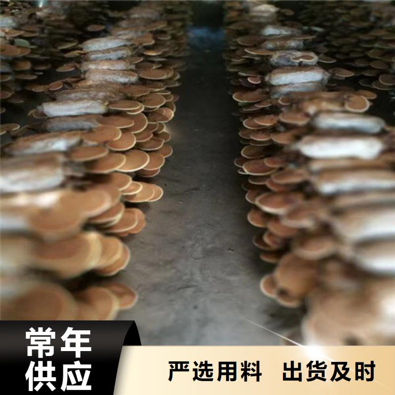 金台灵芝切片怎么样