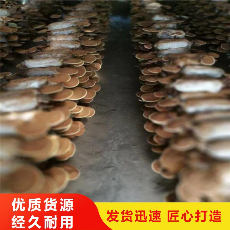 灵芝粉加工厂家