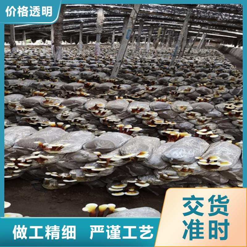 破壁灵芝孢子粉质量稳定