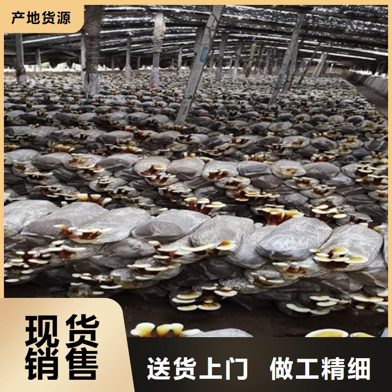 库存充足的灵芝孢子粉公司