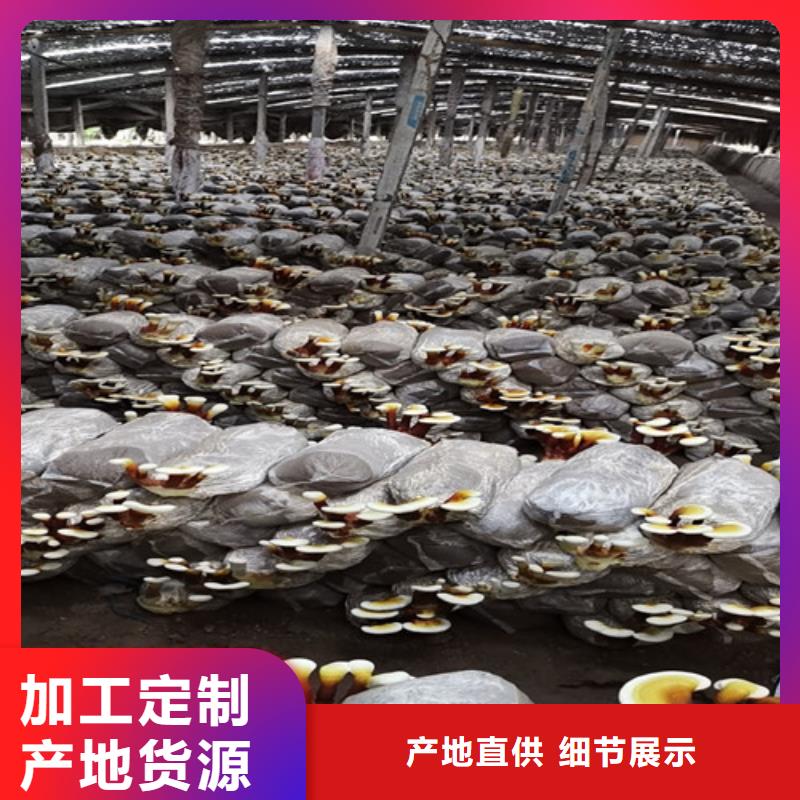 库存充足的灵芝孢子粉公司