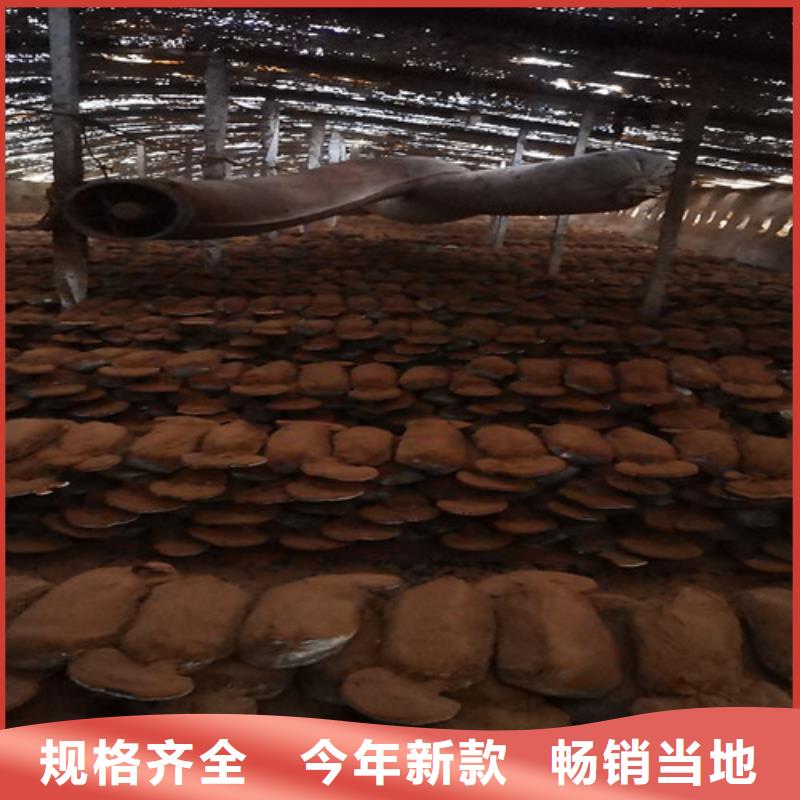 库存充足的灵芝孢子粉公司