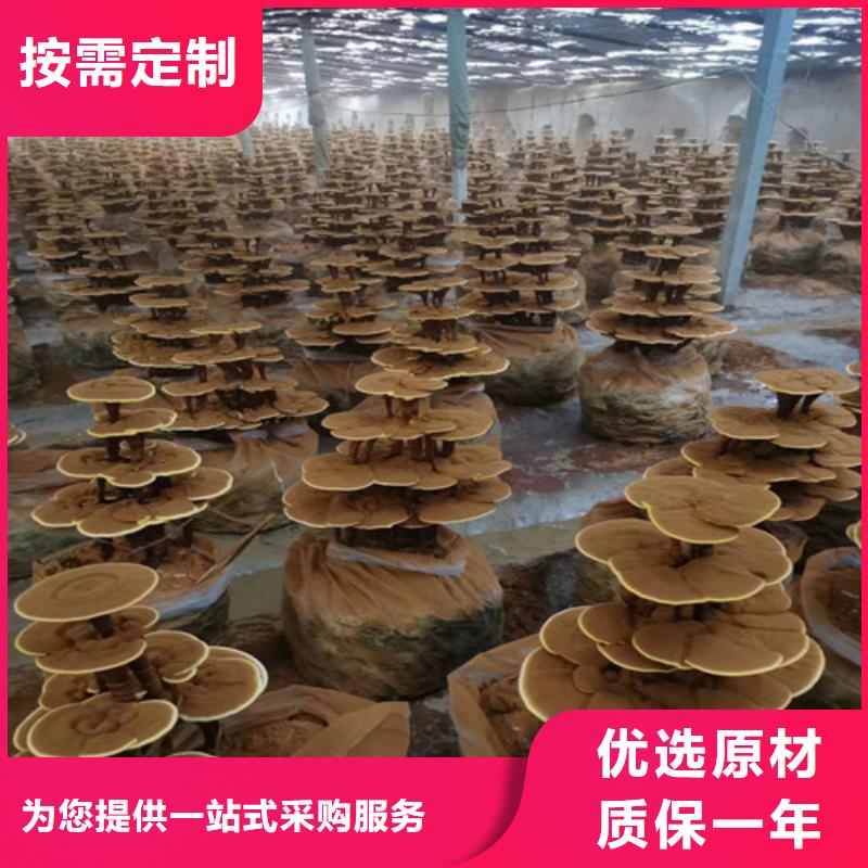 破壁灵芝孢子粉质量稳定
