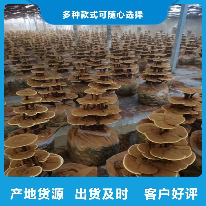 库存充足的灵芝孢子粉公司