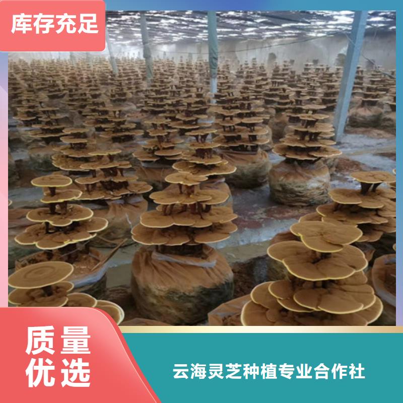 破壁灵芝孢子粉质量稳定