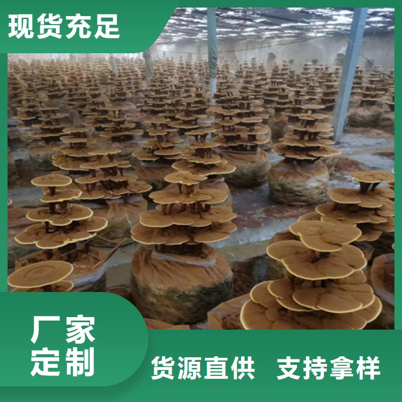 库存充足的灵芝孢子粉公司