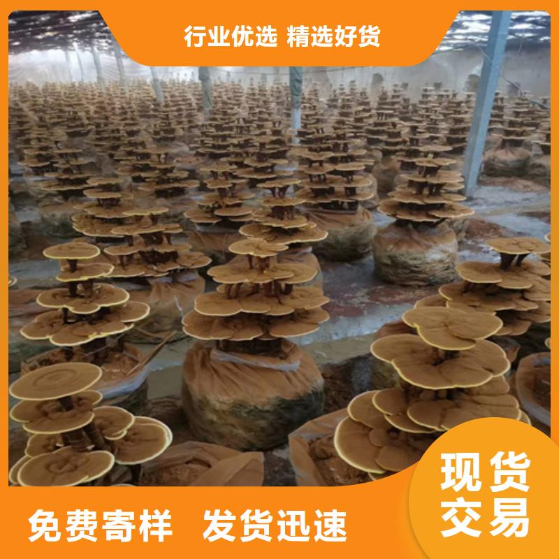 破壁灵芝孢子粉-视频-辽宁省本溪市云海破壁灵芝孢子粉可服务区域明山|南芬|阜新|锦州|盘锦|抚顺|朝阳等