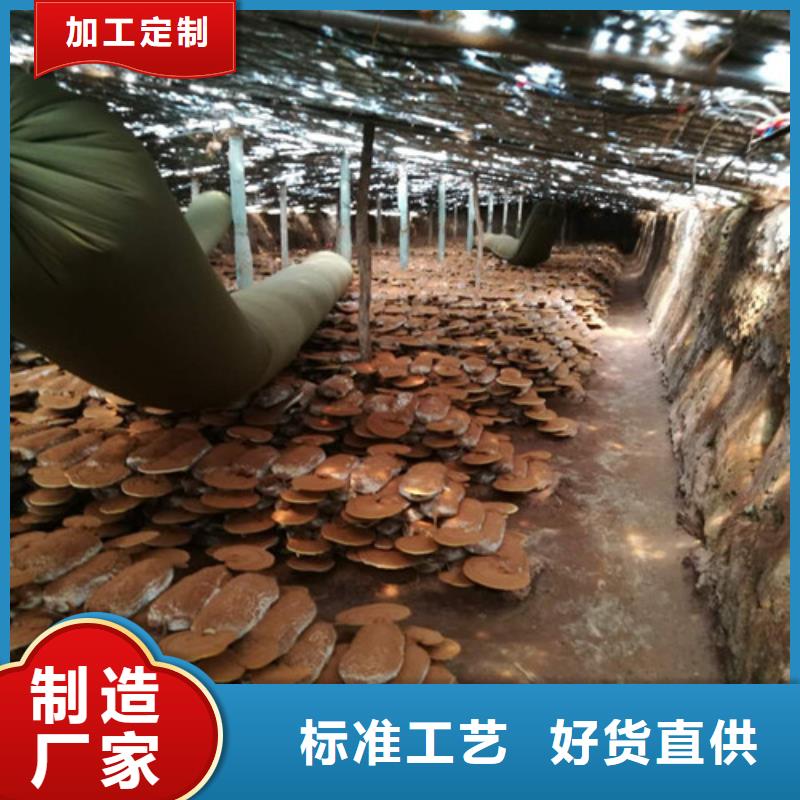 破壁灵芝孢子粉质量稳定