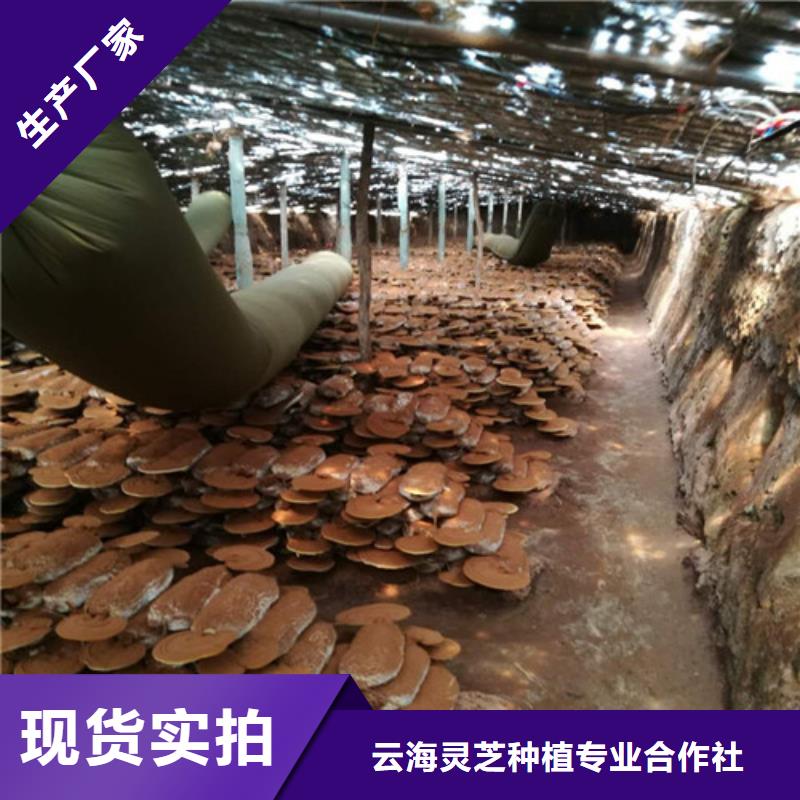 库存充足的灵芝孢子粉公司
