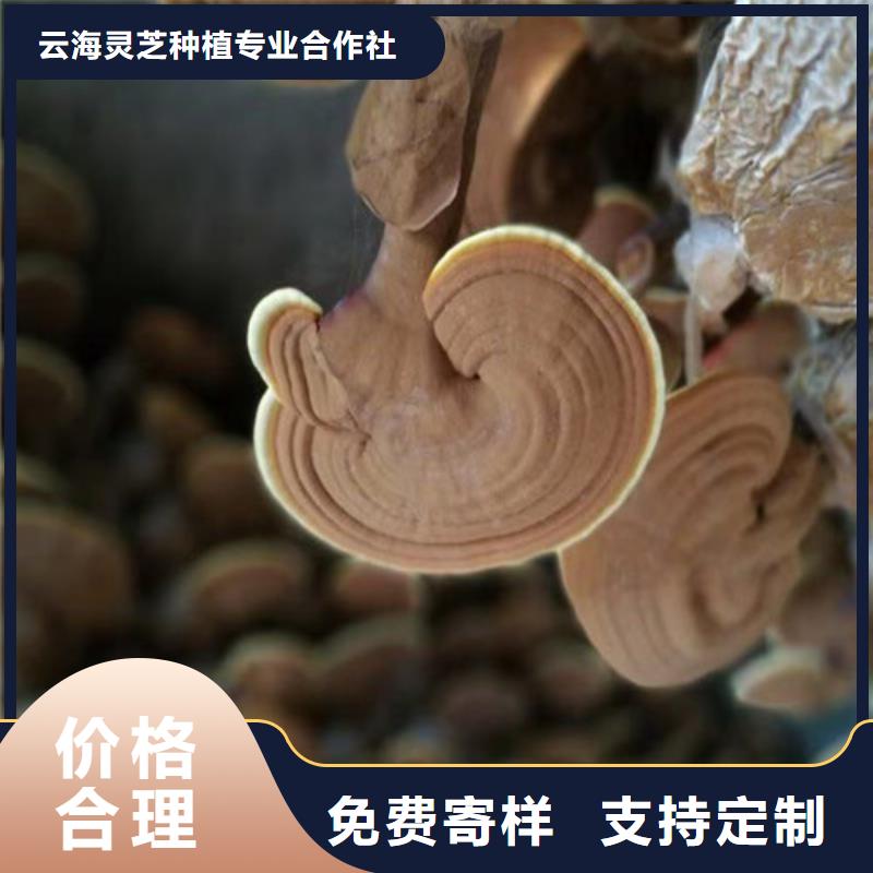 库存充足的灵芝孢子粉公司
