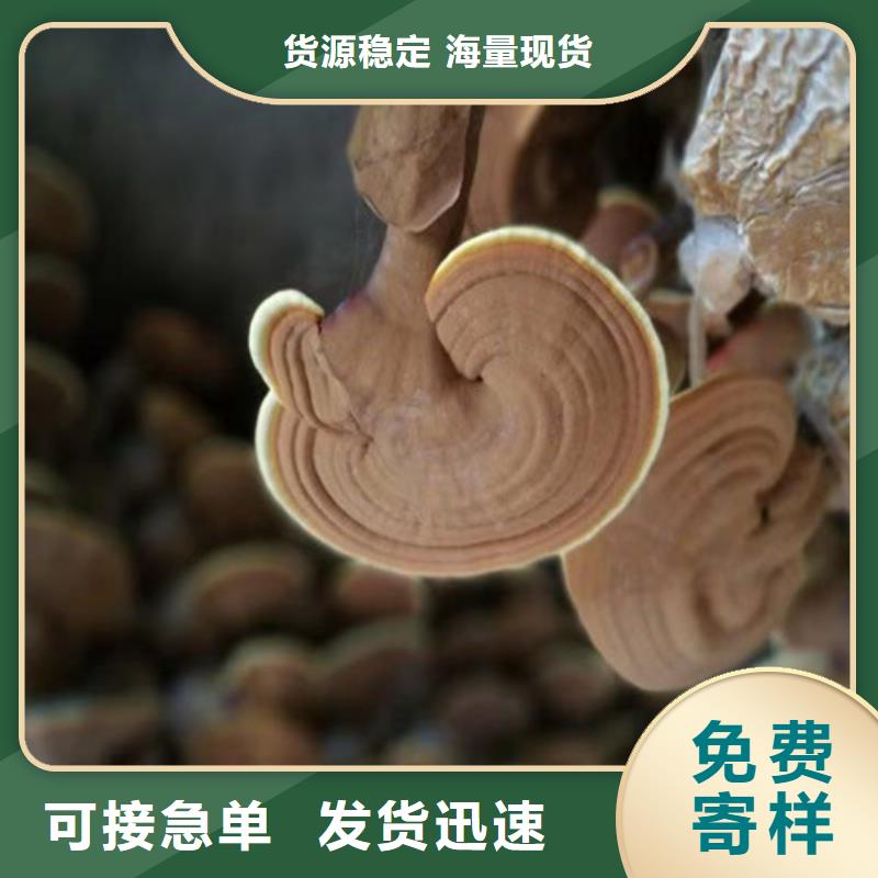 破壁灵芝孢子粉质量稳定