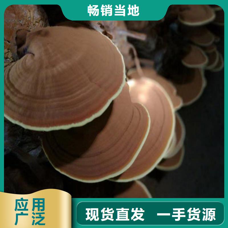 灵芝孢子粉灵芝破壁孢子粉经销商