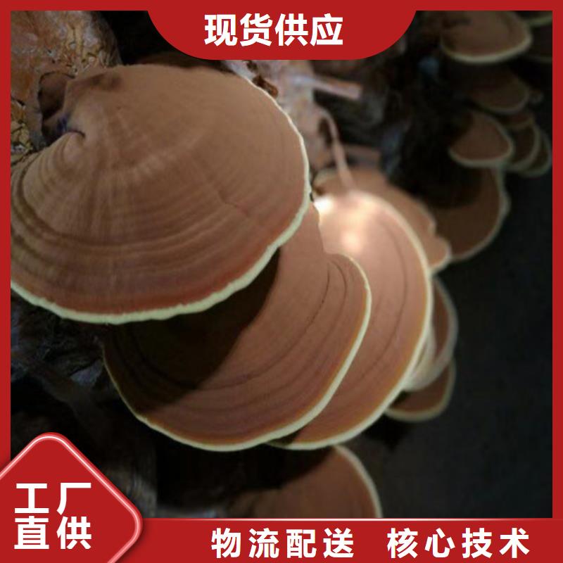 破壁灵芝孢子粉质量稳定