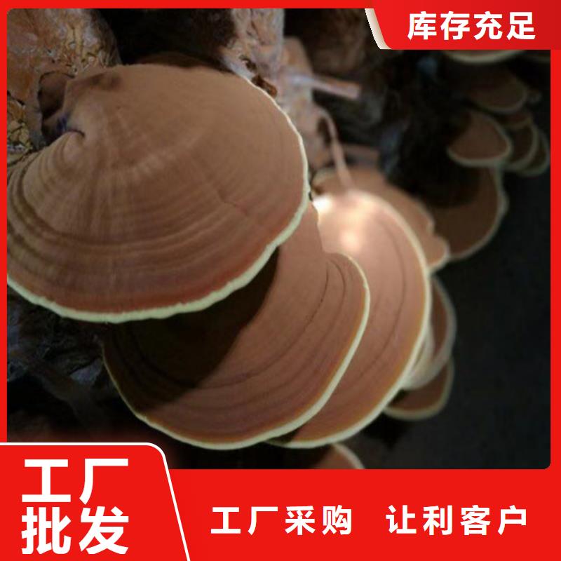 专注灵芝粉销售
