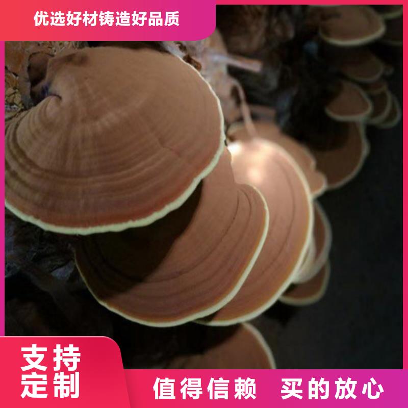 库存充足的灵芝孢子粉公司