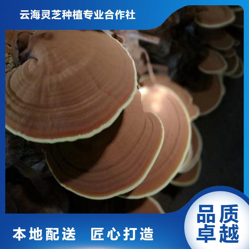 优选：破壁灵芝孢子粉供应商