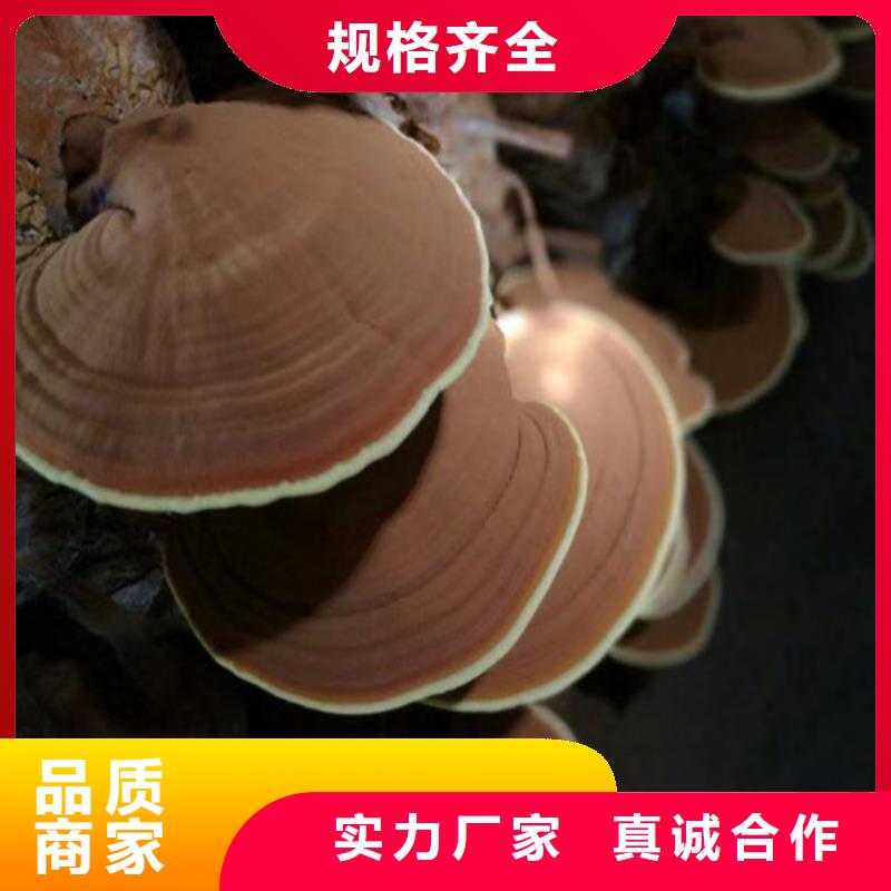 破壁灵芝孢子粉质量稳定