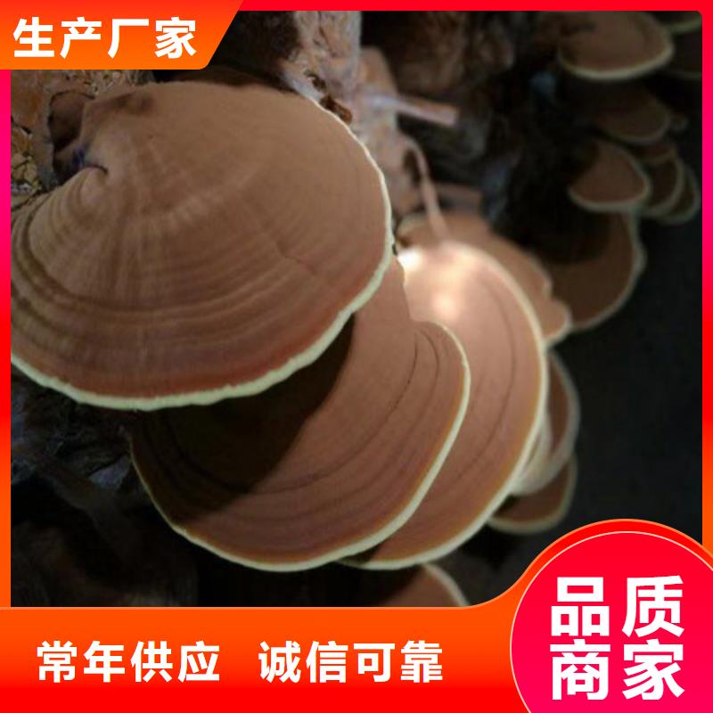 库存充足的灵芝孢子粉公司