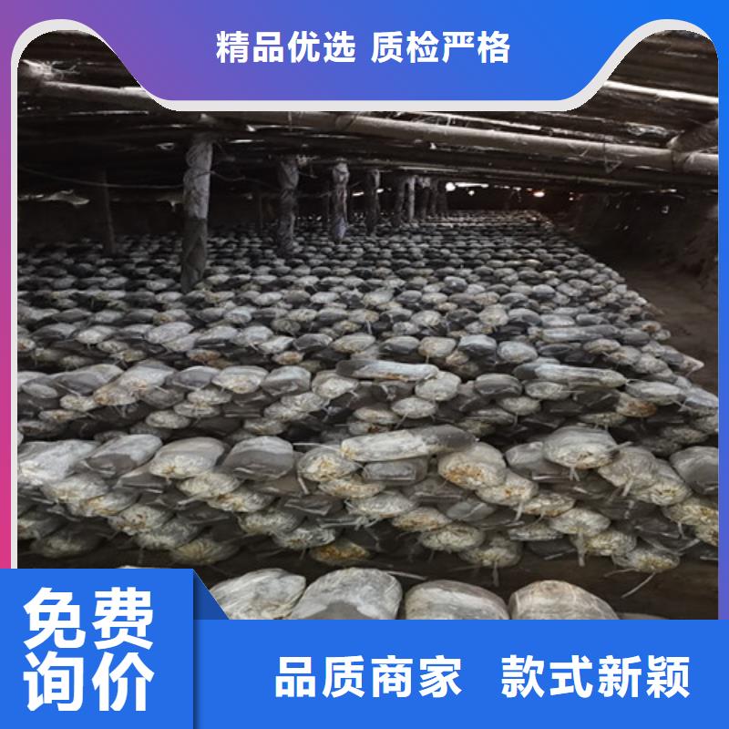 库存充足的灵芝孢子粉公司