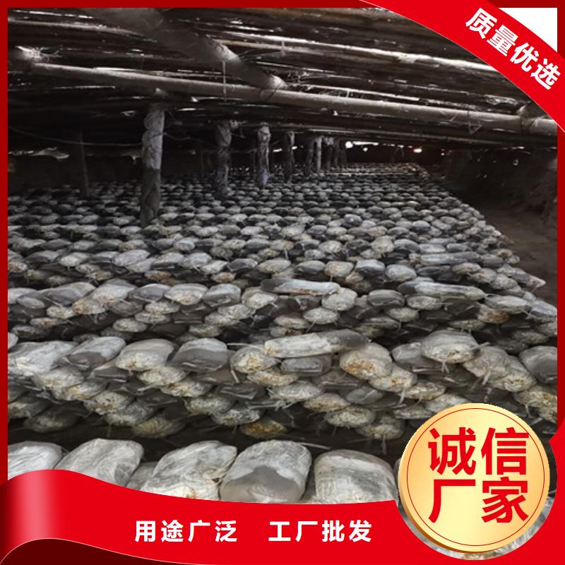 专注灵芝粉销售