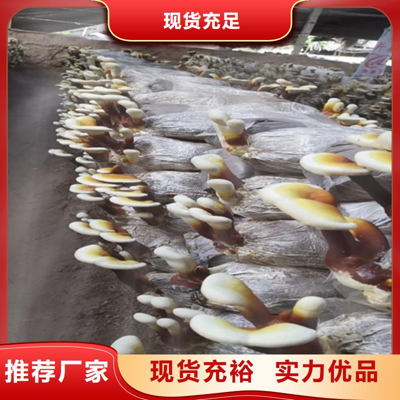 破壁灵芝孢子粉质量稳定