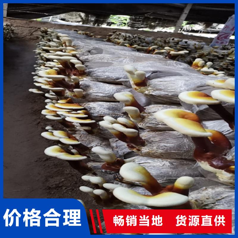库存充足的灵芝孢子粉公司