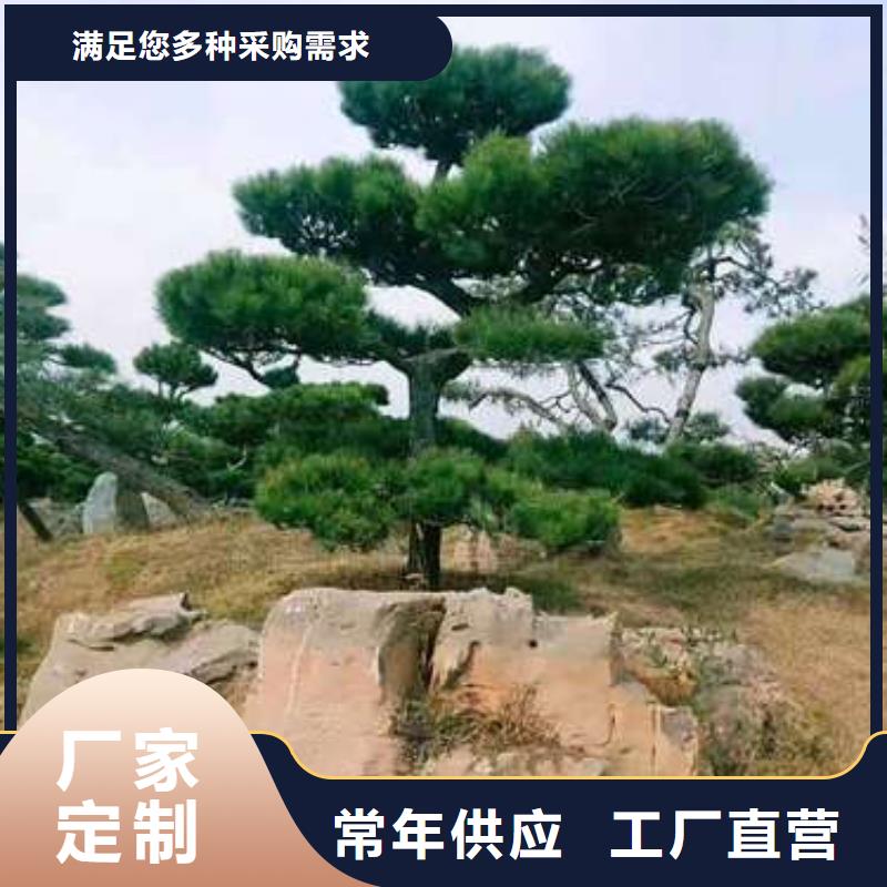 造型松造型池松精工打造