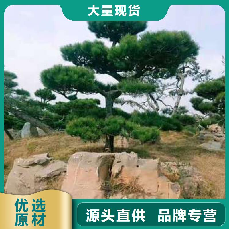 【 造型松使用方法】