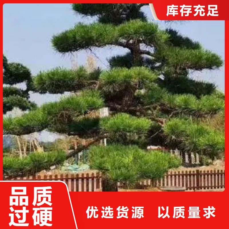 造型松古桩厂家经验丰富