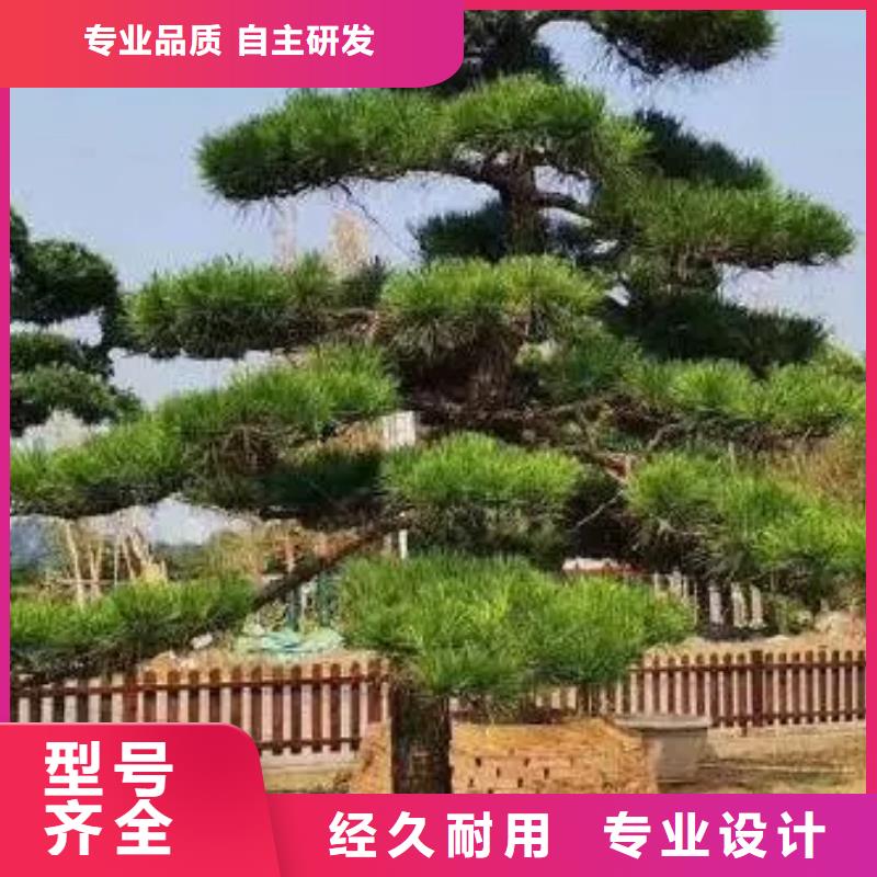 造型松,造型松价格的图文介绍