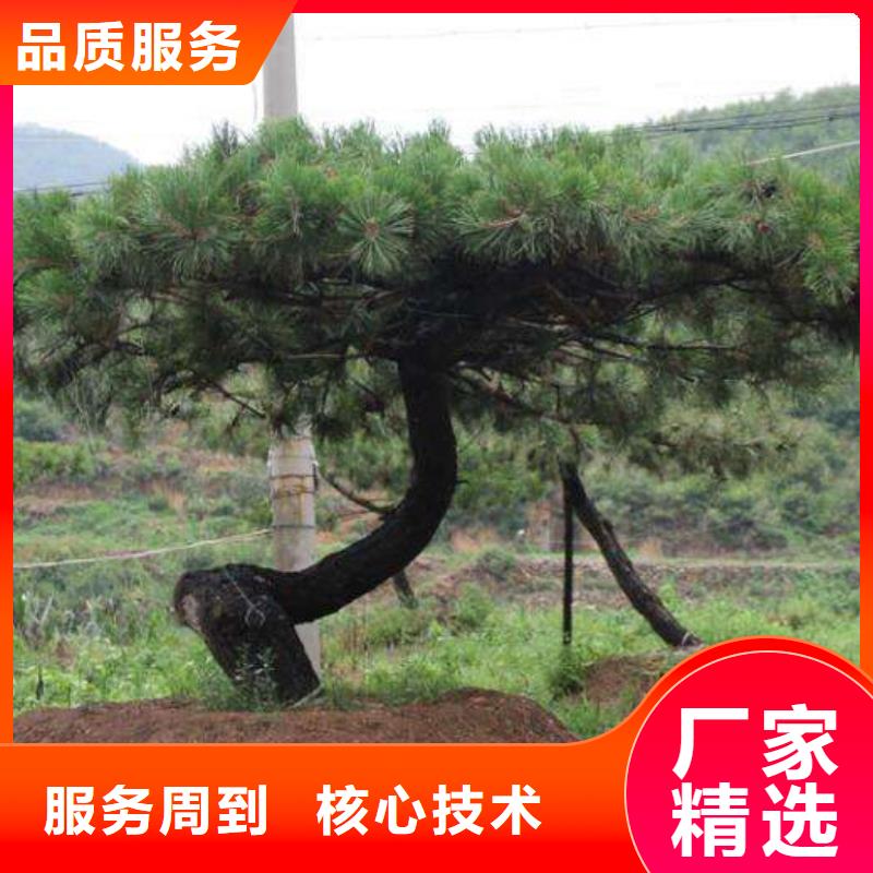 造型松造型油松细节之处更加用心