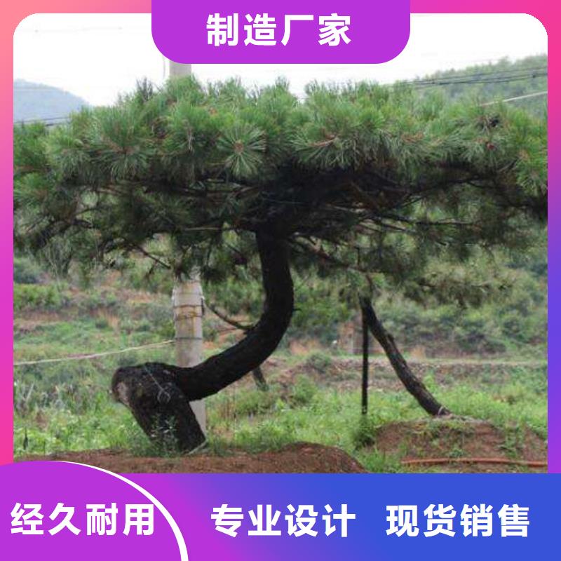 造型松,奇石优质货源