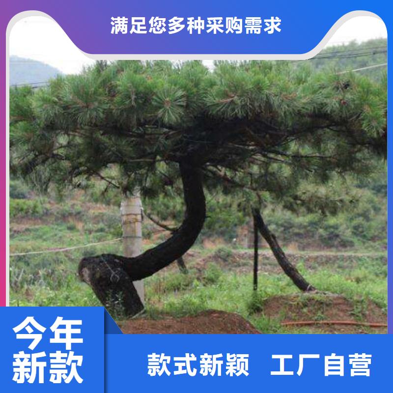 造型松_造型松价格专注产品质量与服务