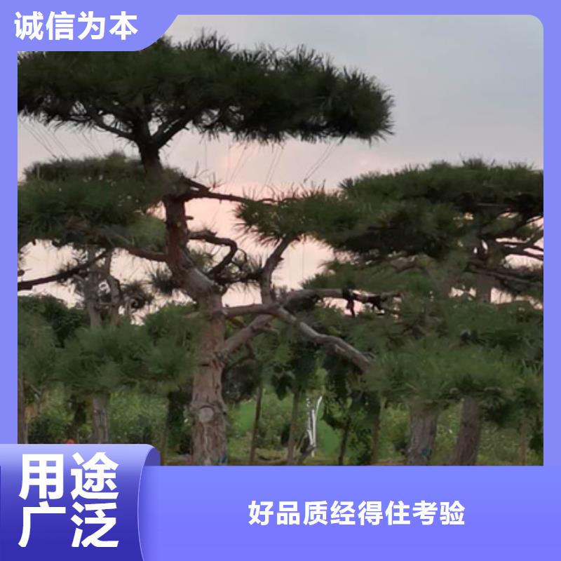 造型松,奇石优质货源