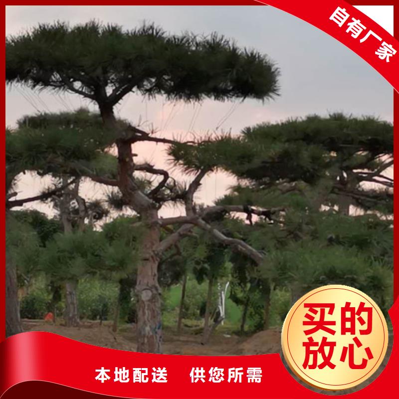 造型松,平顶松选择大厂家省事省心