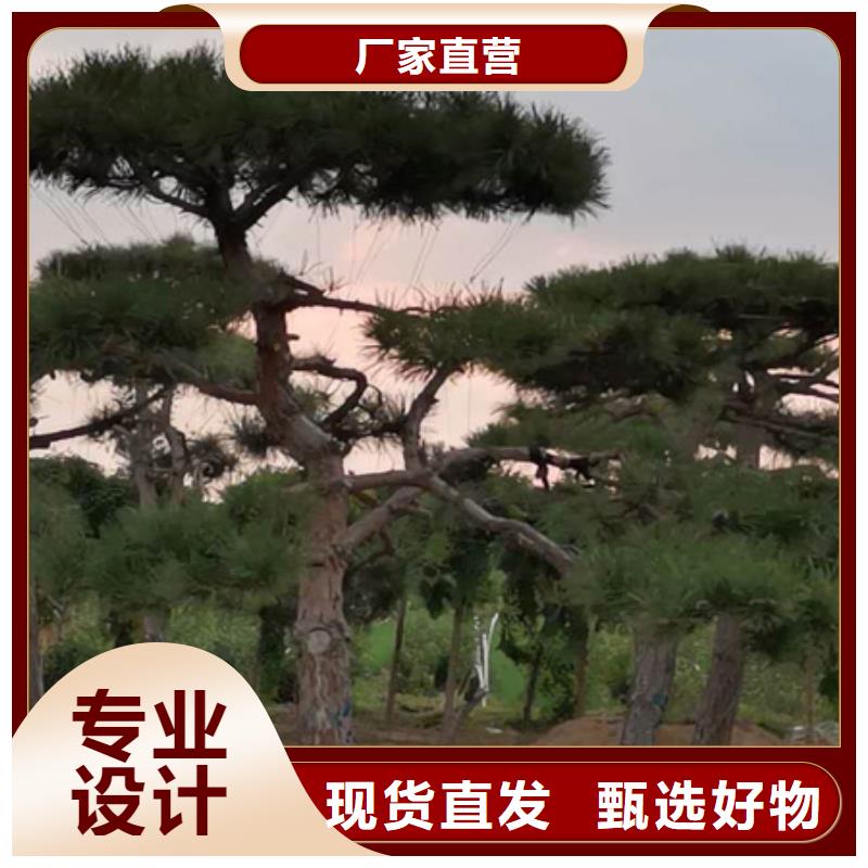  造型松N年大品牌