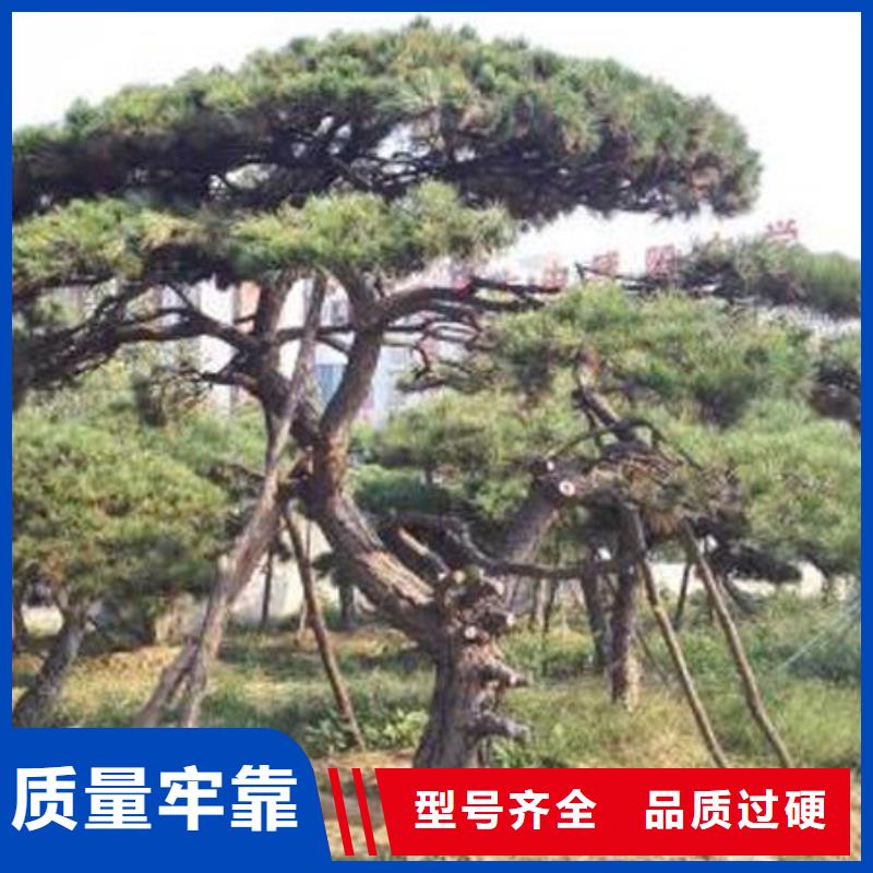 造型松您想要的我们都有