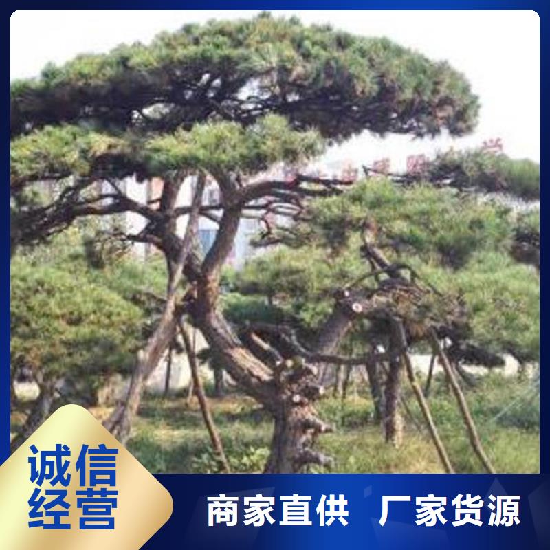 造型松古桩物流配货上门