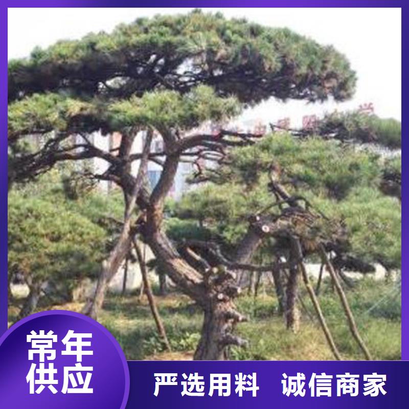 造型松造型池松高性价比