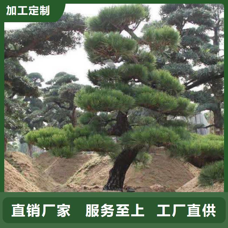  造型松源头工厂