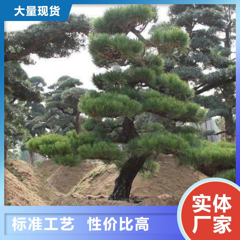 造型松造型池松材质实在