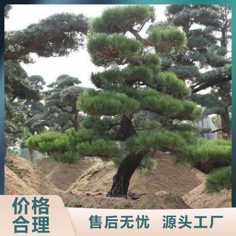 造型松造型黑松加工定制