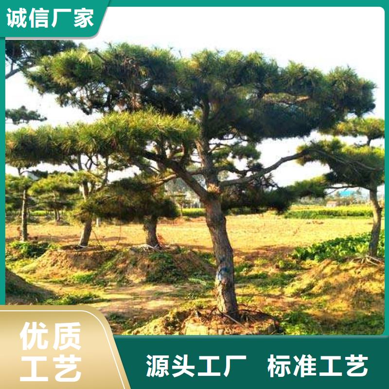造型池松-视频-造型池松_山西省运城市市场覆盖河津|绛县|阳泉|吕梁|太原|临汾等