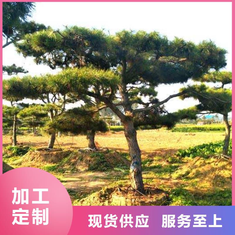  造型松价格合理