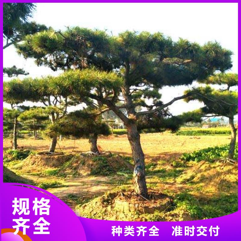  造型松规格齐全实力厂家