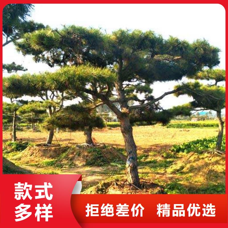 造型松-奇石支持非标定制